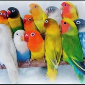Parrot9372